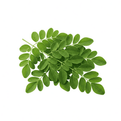 Moringa oleifera