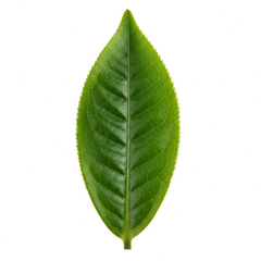Té verde