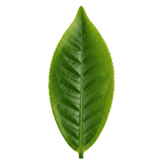 Té verde